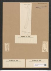 Diatomeae indet. Zeichnungen Sammlung Grunow Nr. 6585 (NHMW-BOT-W0375332)